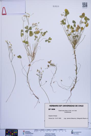 Oxalis laxa var. laxa [Espécimen: ]
