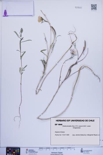 Clarkia tenella [Espécimen: ]