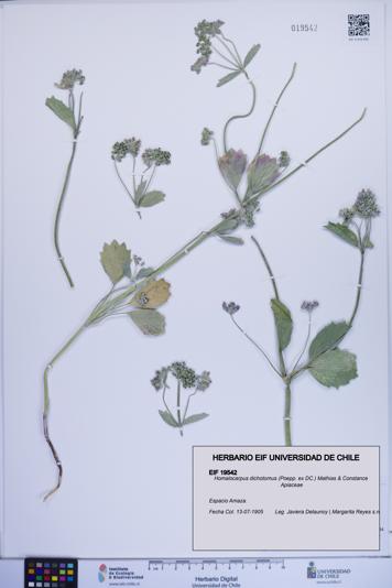 Homalocarpus dichotomus [Espécimen: ]