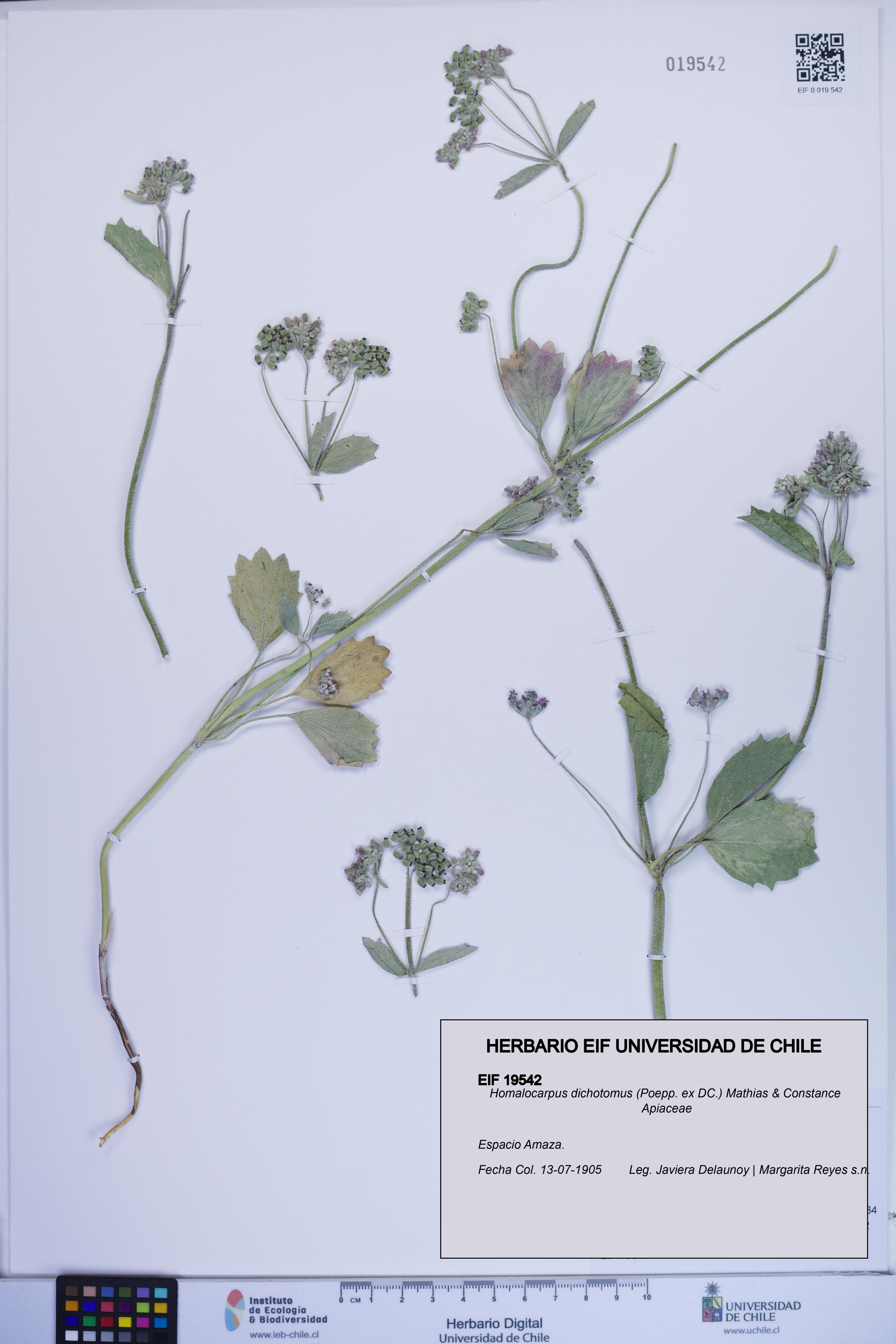 Homalocarpus dichotomus [Espécimen: ]