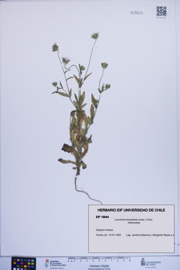 Leucheria tomentosa [Espécimen: ]