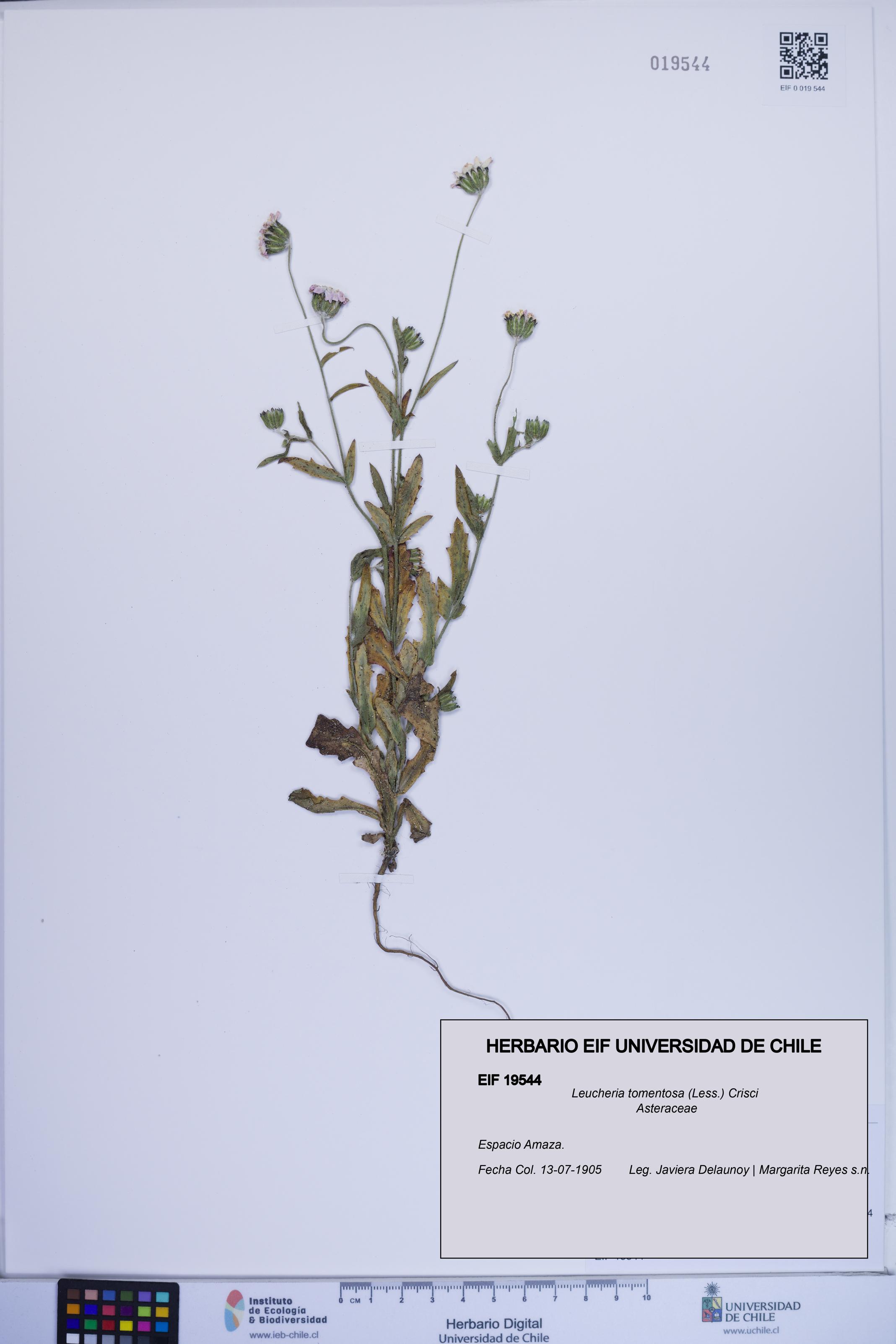 Leucheria tomentosa [Espécimen: ]