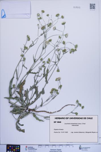 Leucheria tomentosa [Espécimen: ]