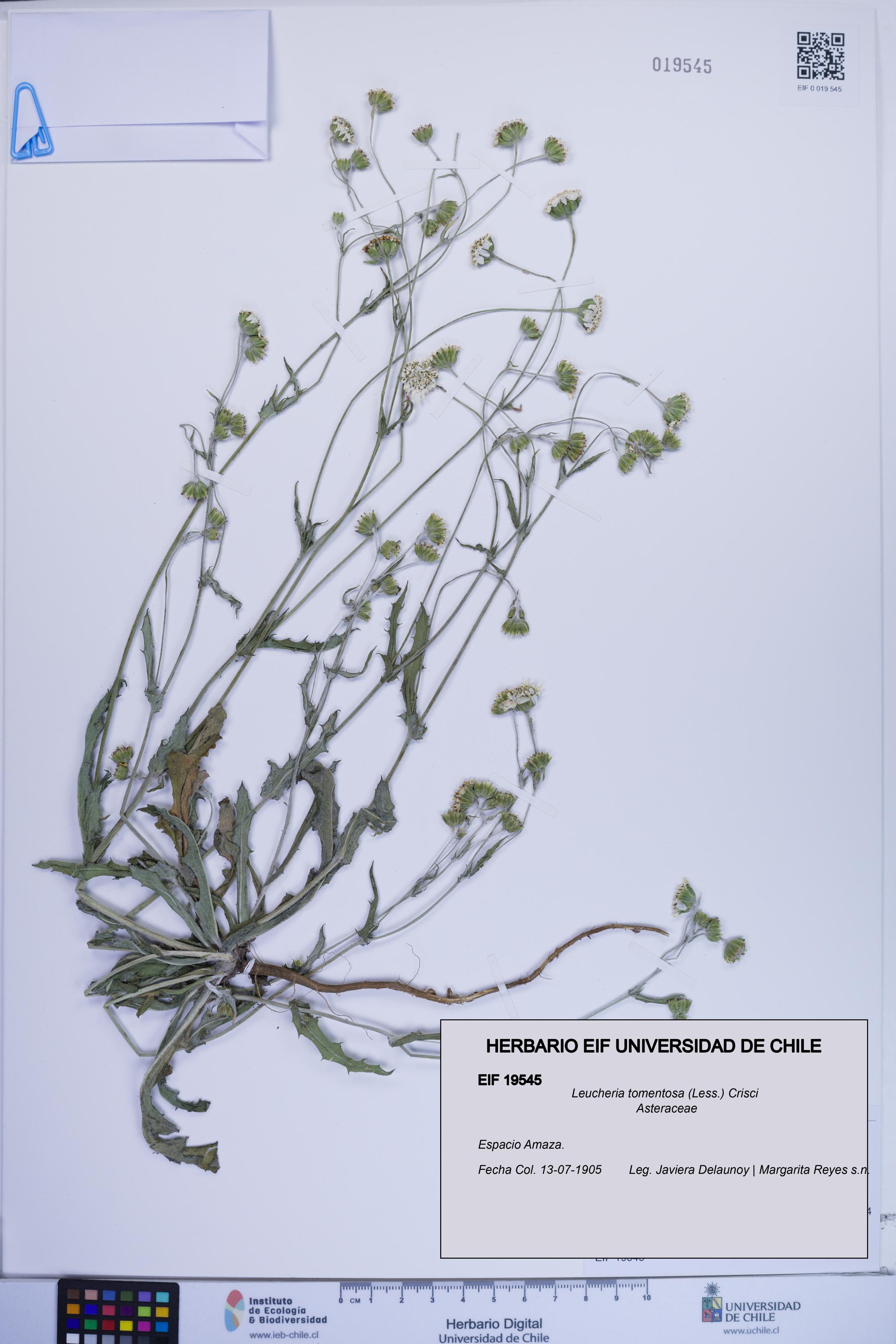 Leucheria tomentosa [Espécimen: ]