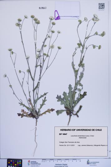 Leucheria tomentosa [Espécimen: ]