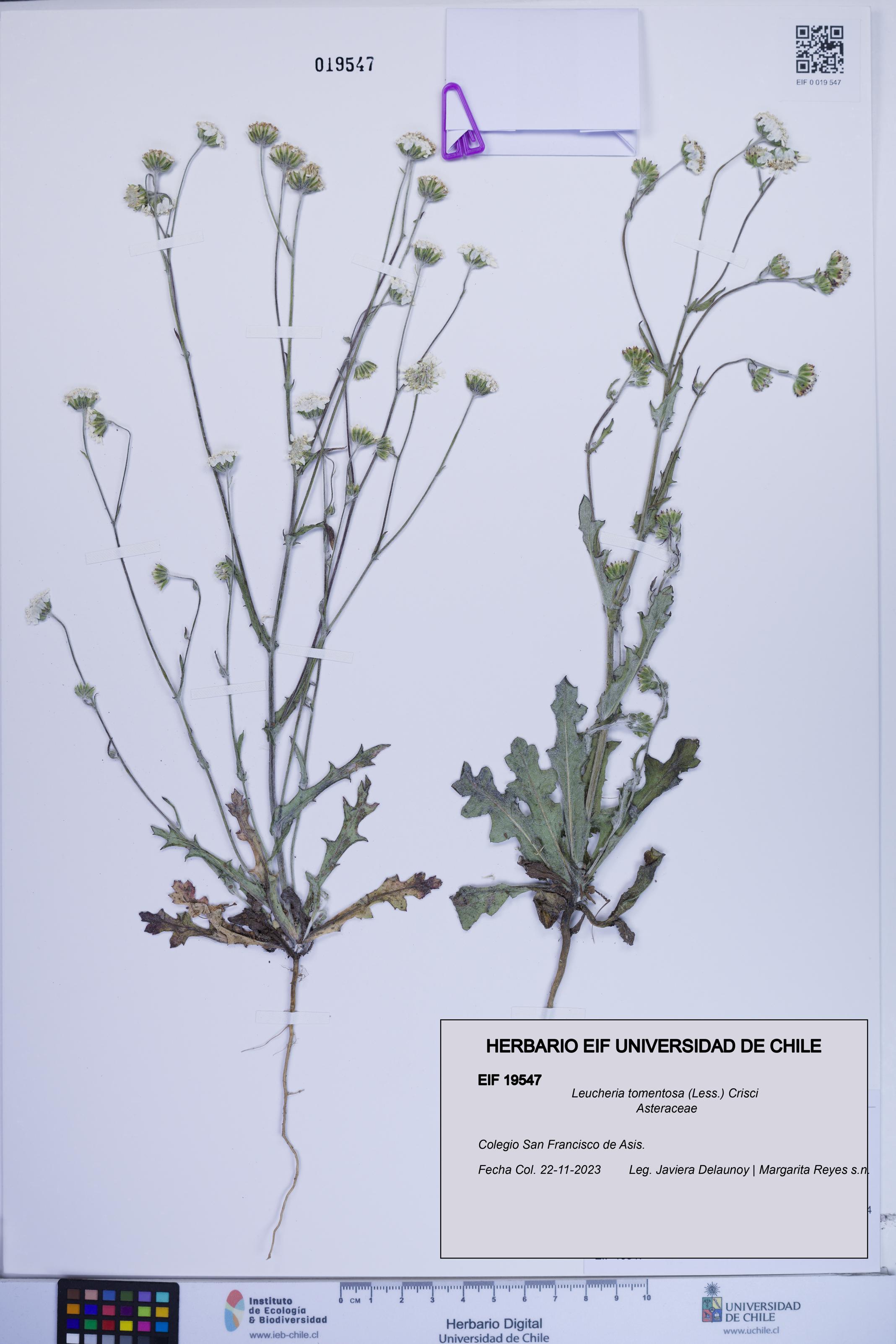 Leucheria tomentosa [Espécimen: ]