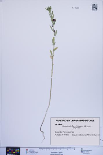 Clarkia tenella [Espécimen: ]