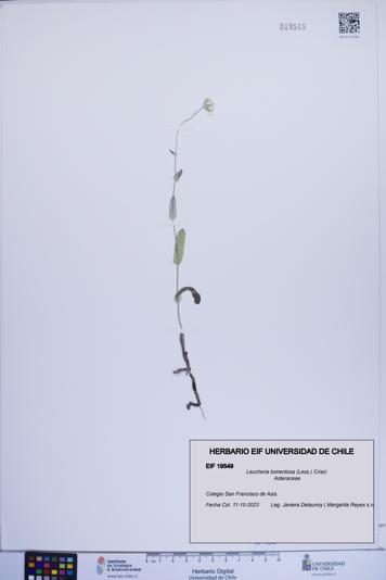 Leucheria tomentosa [Espécimen: ]