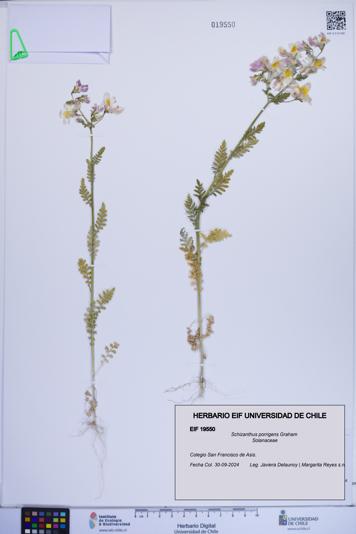 Schizanthus porrigens [Espécimen: ]