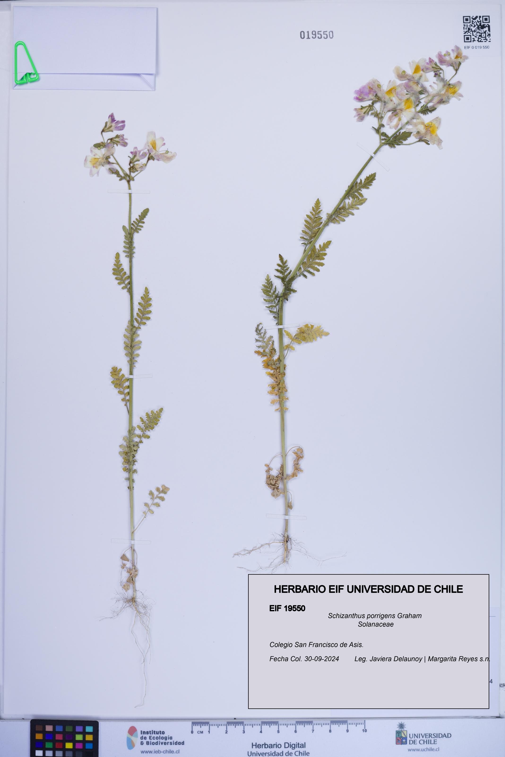 Schizanthus porrigens [Espécimen: ]