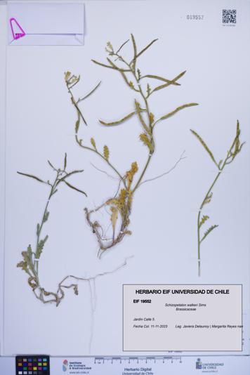 Schizopetalon walkeri [Espécimen: ]