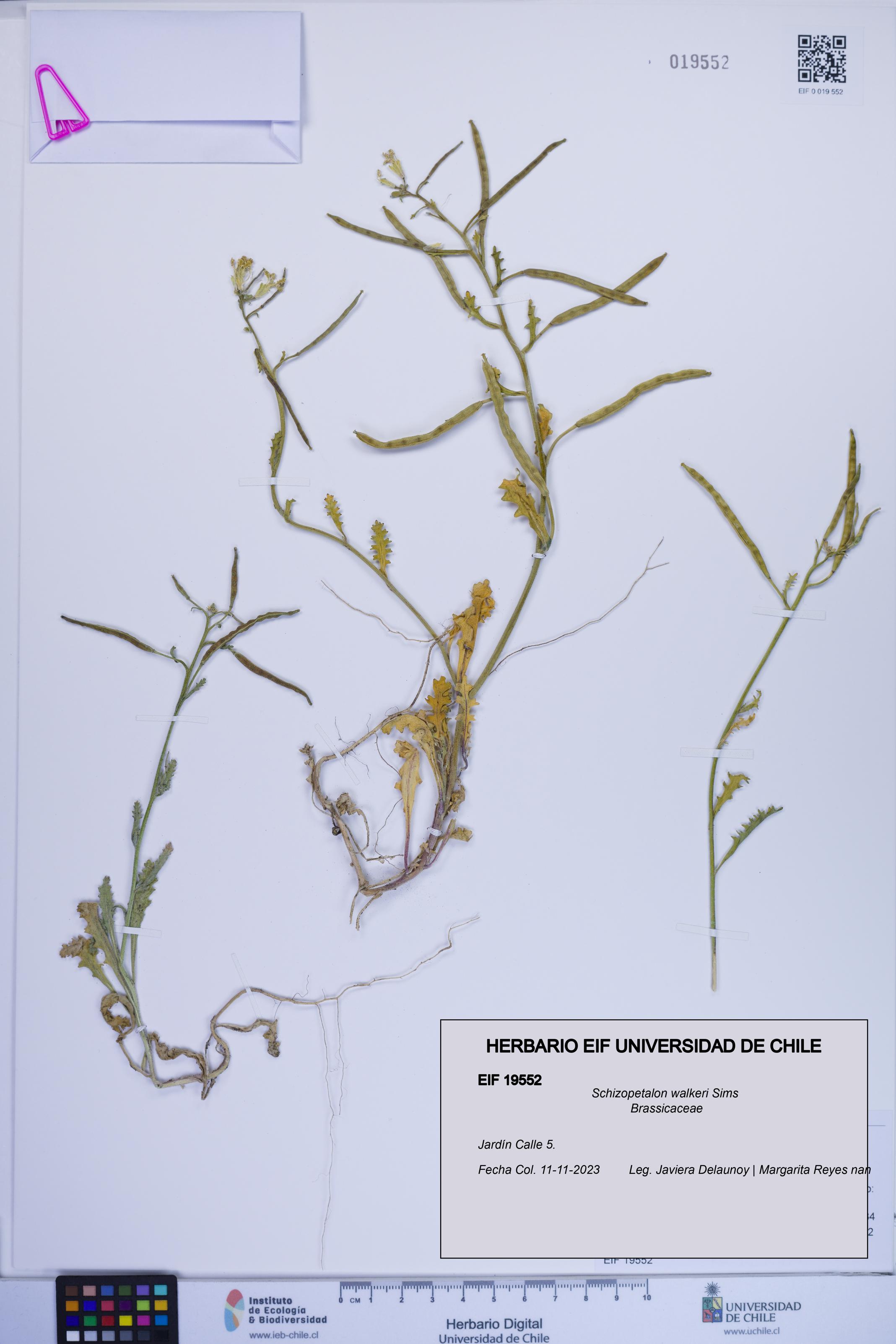 Schizopetalon walkeri [Espécimen: ]