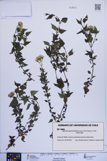 Ageratina glechonophylla [Espécimen: ]