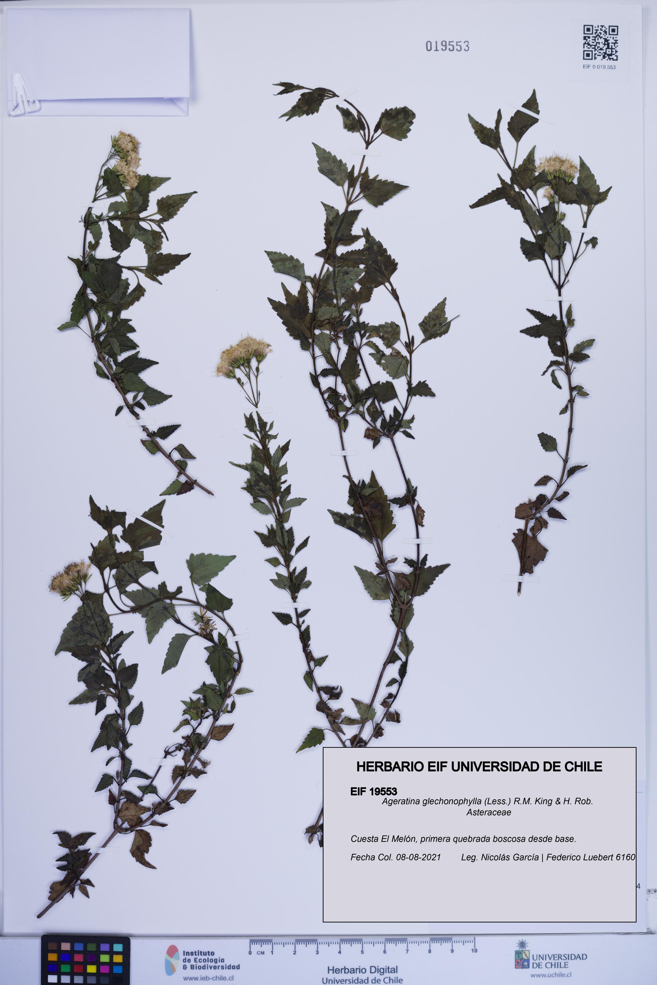 Ageratina glechonophylla [Espécimen: ]