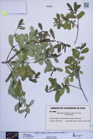 Adenopeltis serrata [Espécimen: ]