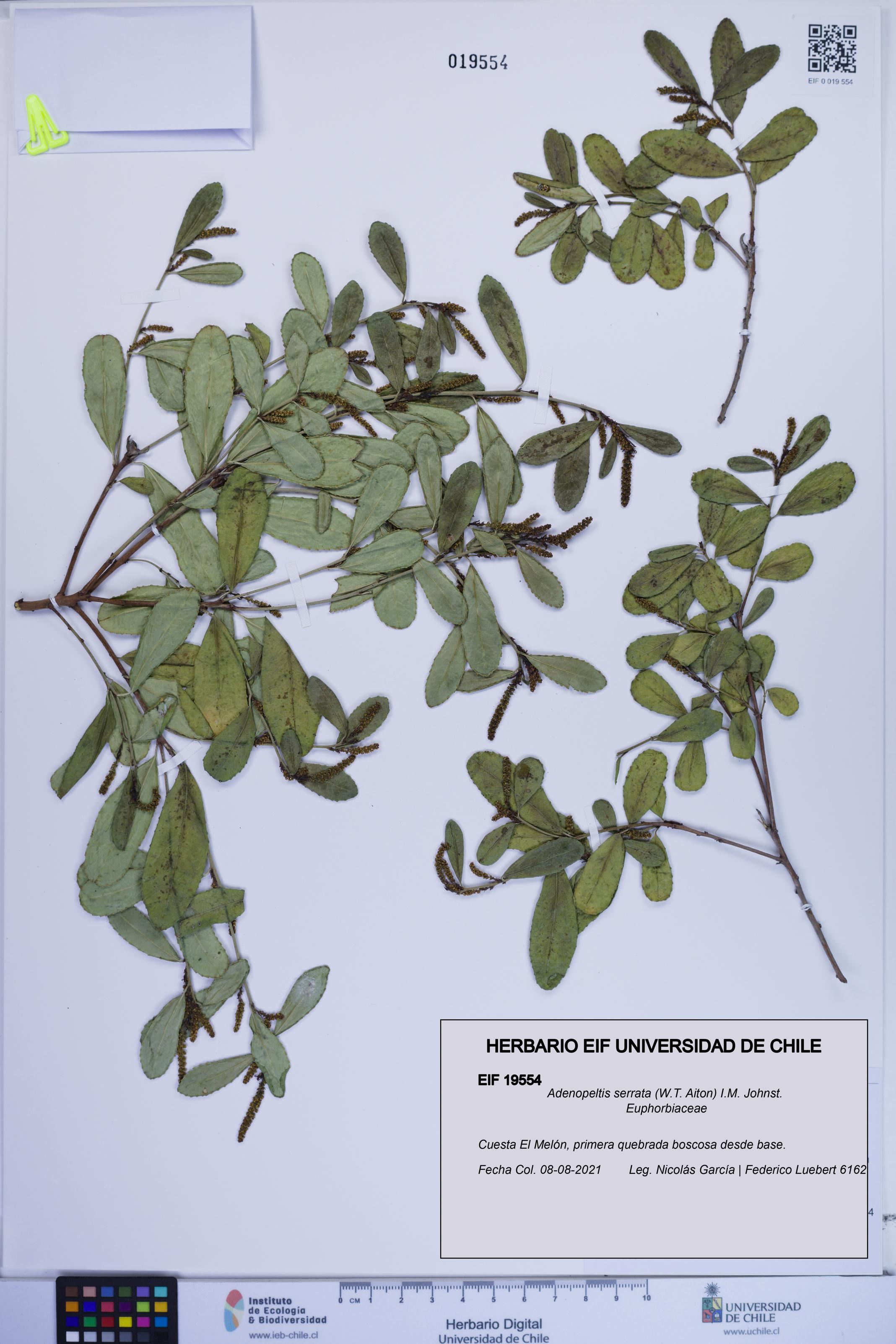 Adenopeltis serrata [Espécimen: ]