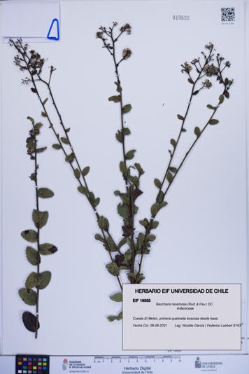 Baccharis racemosa [Espécimen: ]