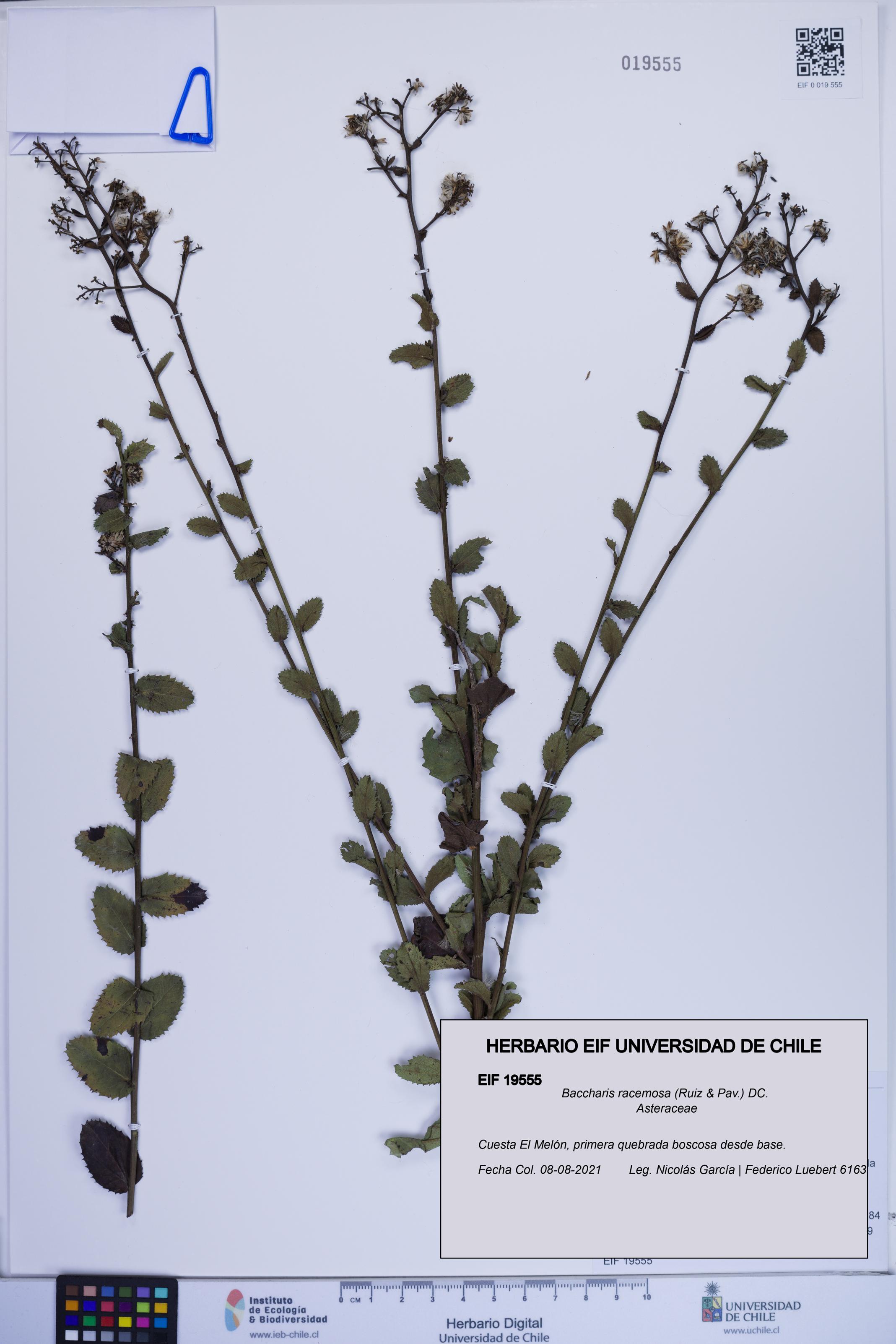 Baccharis racemosa [Espécimen: ]
