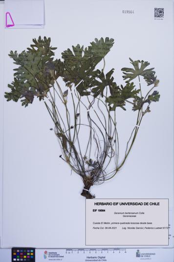 Geranium berteroanum [Espécimen: ]