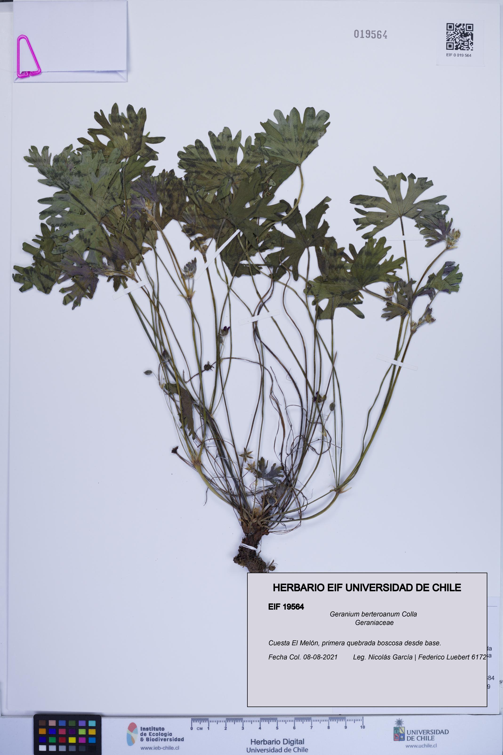 Geranium berteroanum [Espécimen: ]