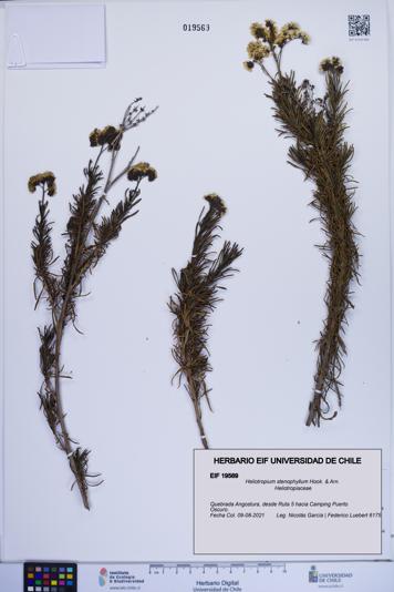 Heliotropium stenophyllum [Espécimen: ]