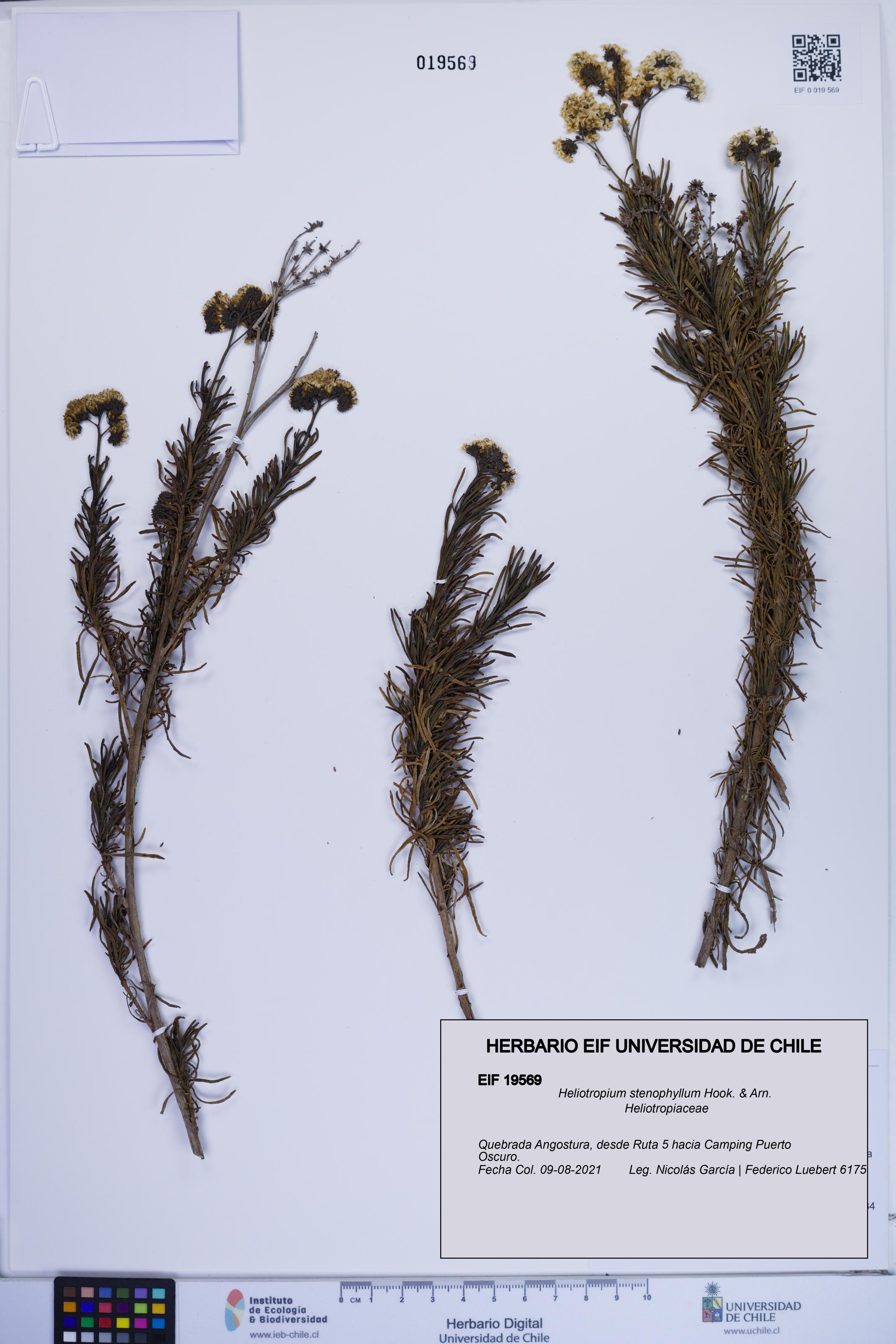 Heliotropium stenophyllum [Espécimen: ]