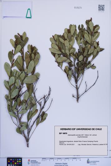 Adenopeltis serrata [Espécimen: ]