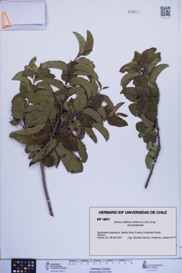 Schinus latifolia [Espécimen: ]