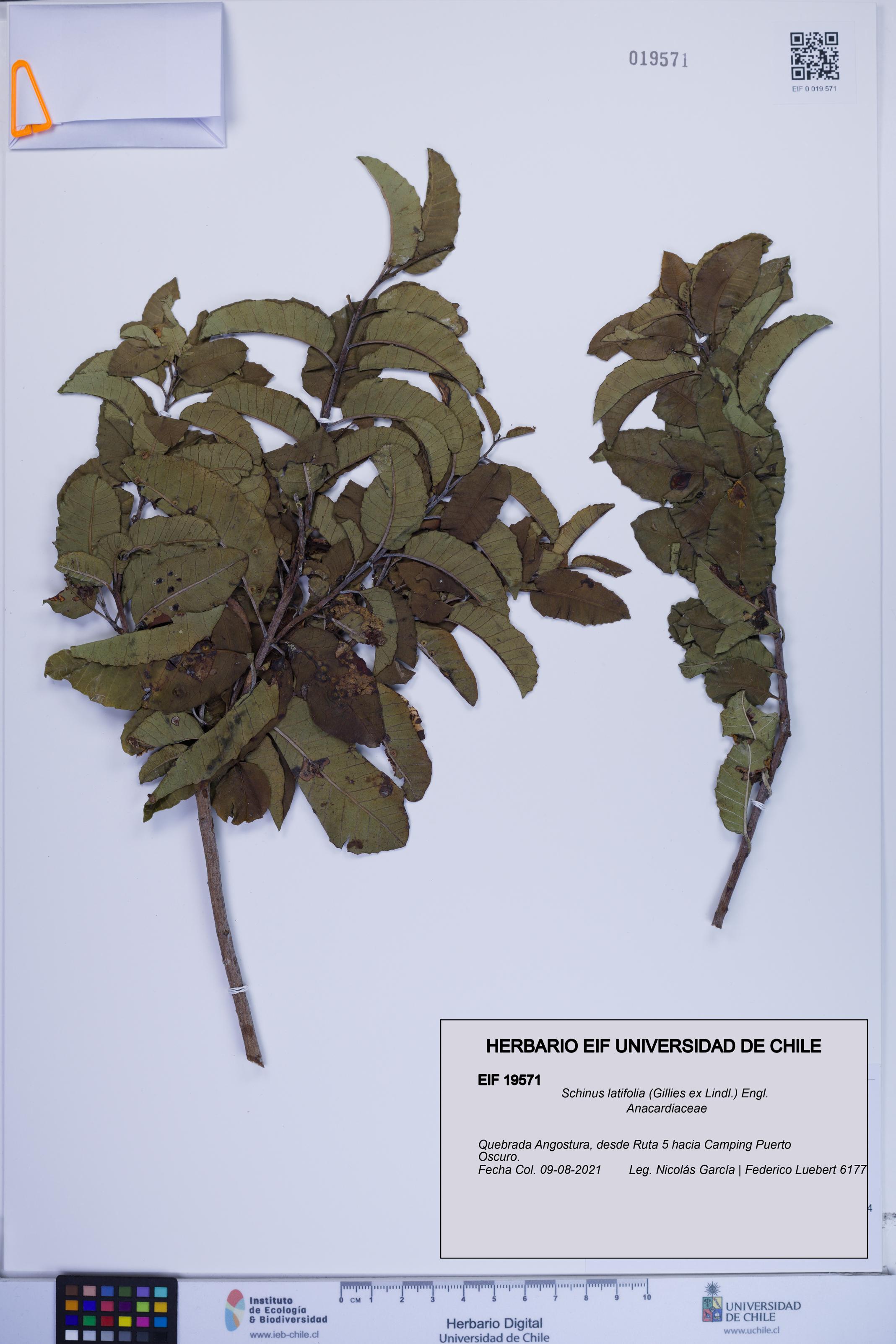 Schinus latifolia [Espécimen: ]
