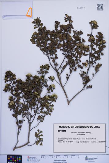 Baccharis vernalis [Espécimen: ]