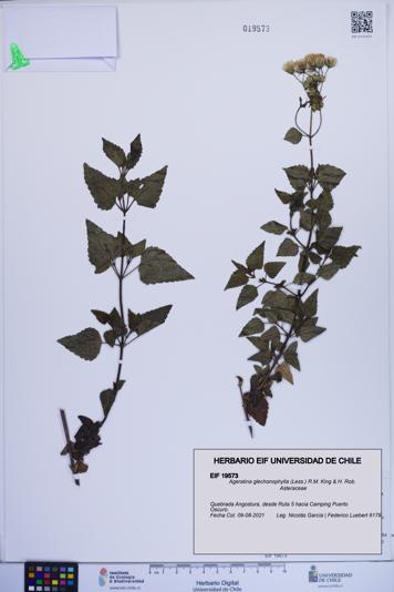 Ageratina glechonophylla [Espécimen: ]
