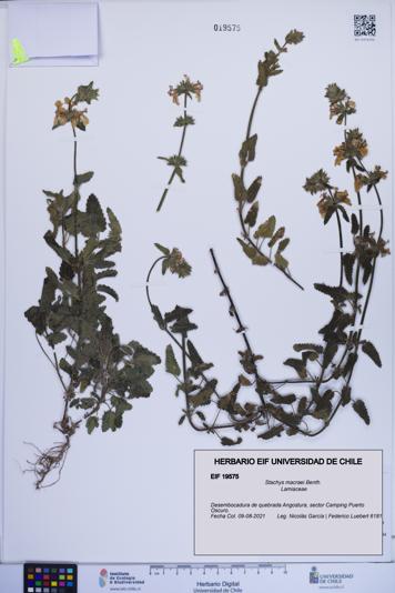 Stachys macraei [Espécimen: ]