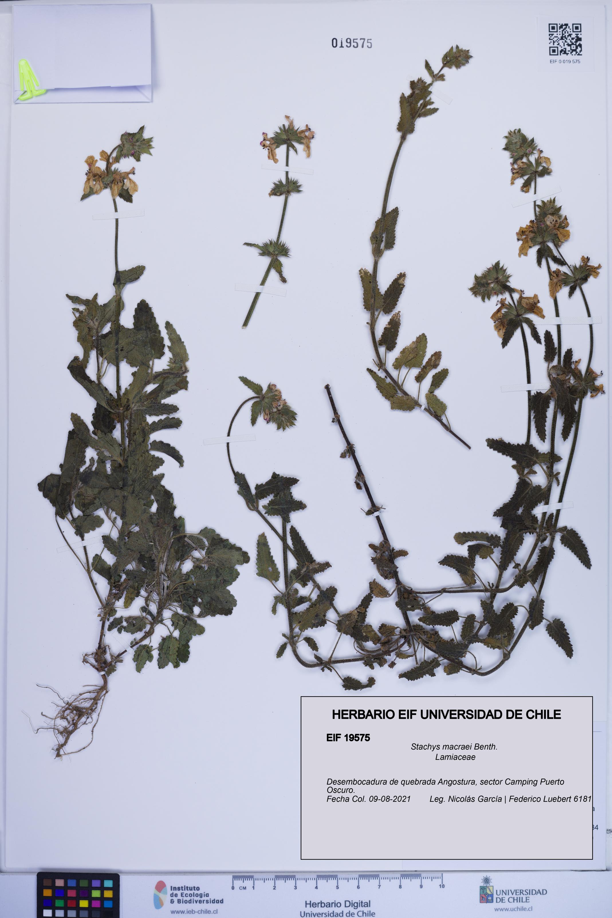 Stachys macraei [Espécimen: ]