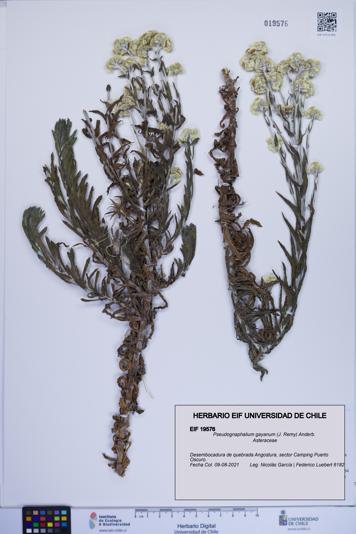 Pseudognaphalium gayanum [Espécimen: ]