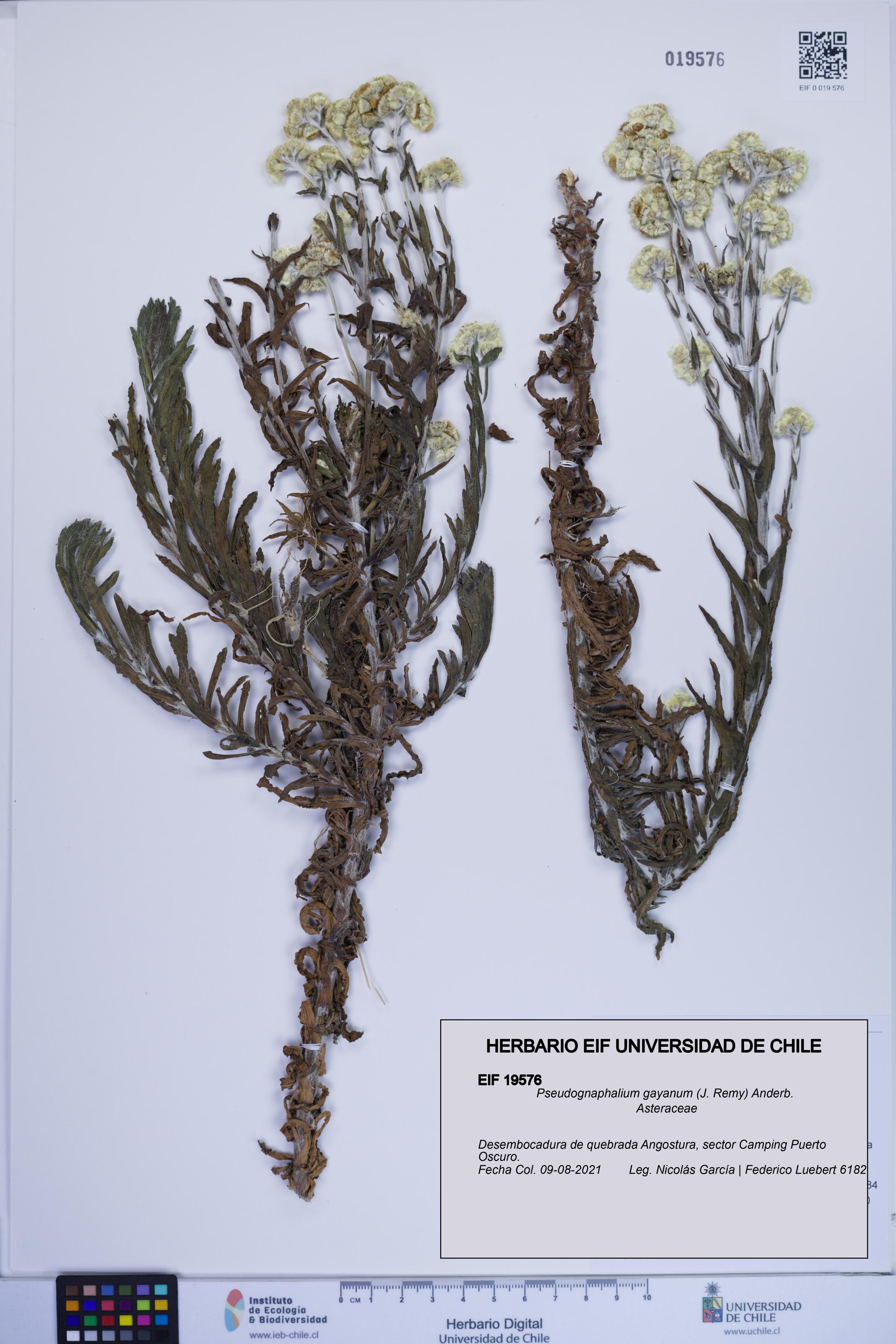 Pseudognaphalium gayanum [Espécimen: ]