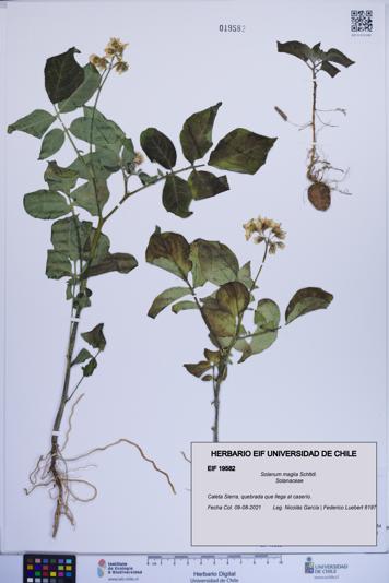 Solanum maglia [Espécimen: ]
