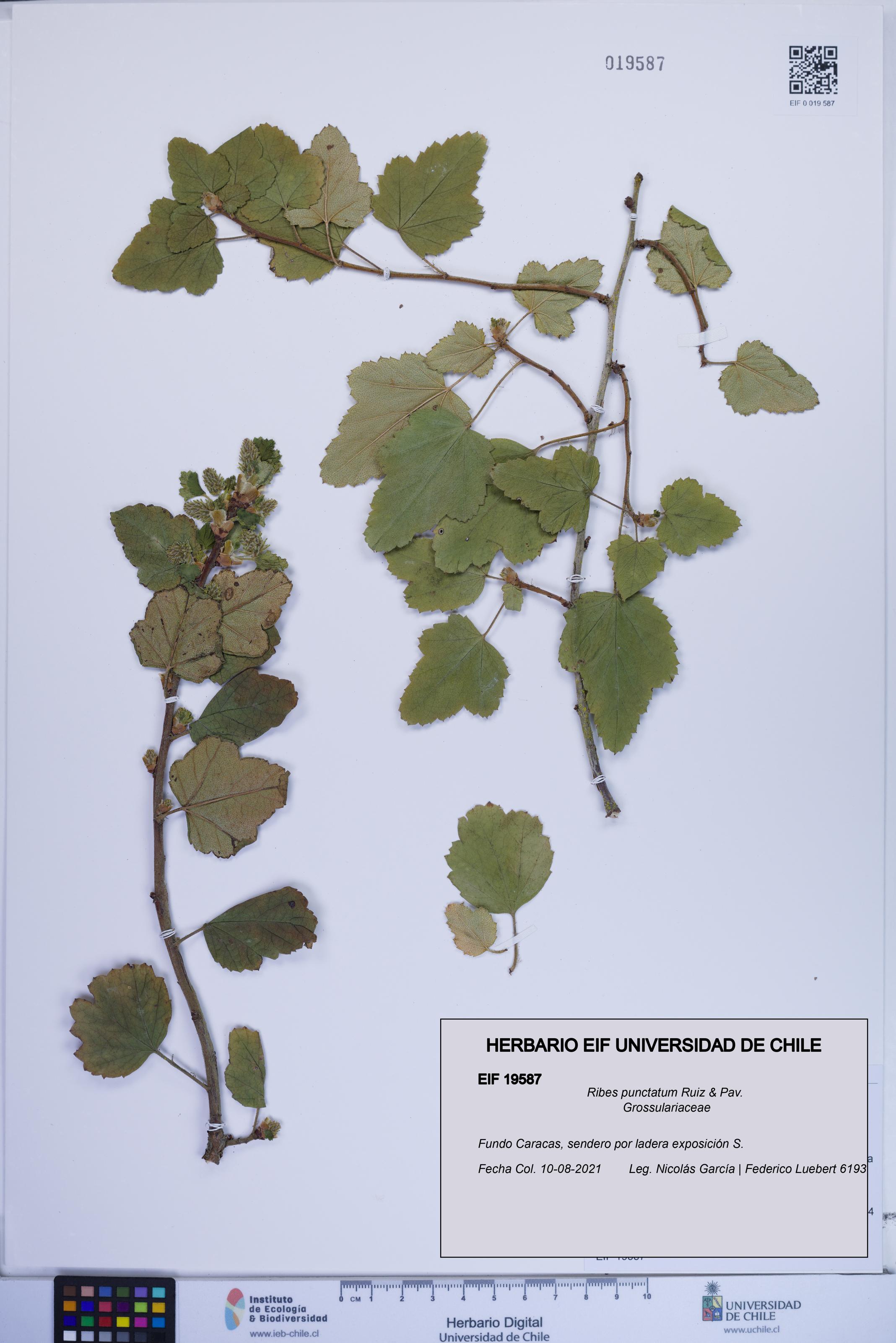 Ribes punctatum [Espécimen: ]