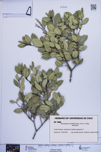 Myrceugenia correifolia [Espécimen: ]