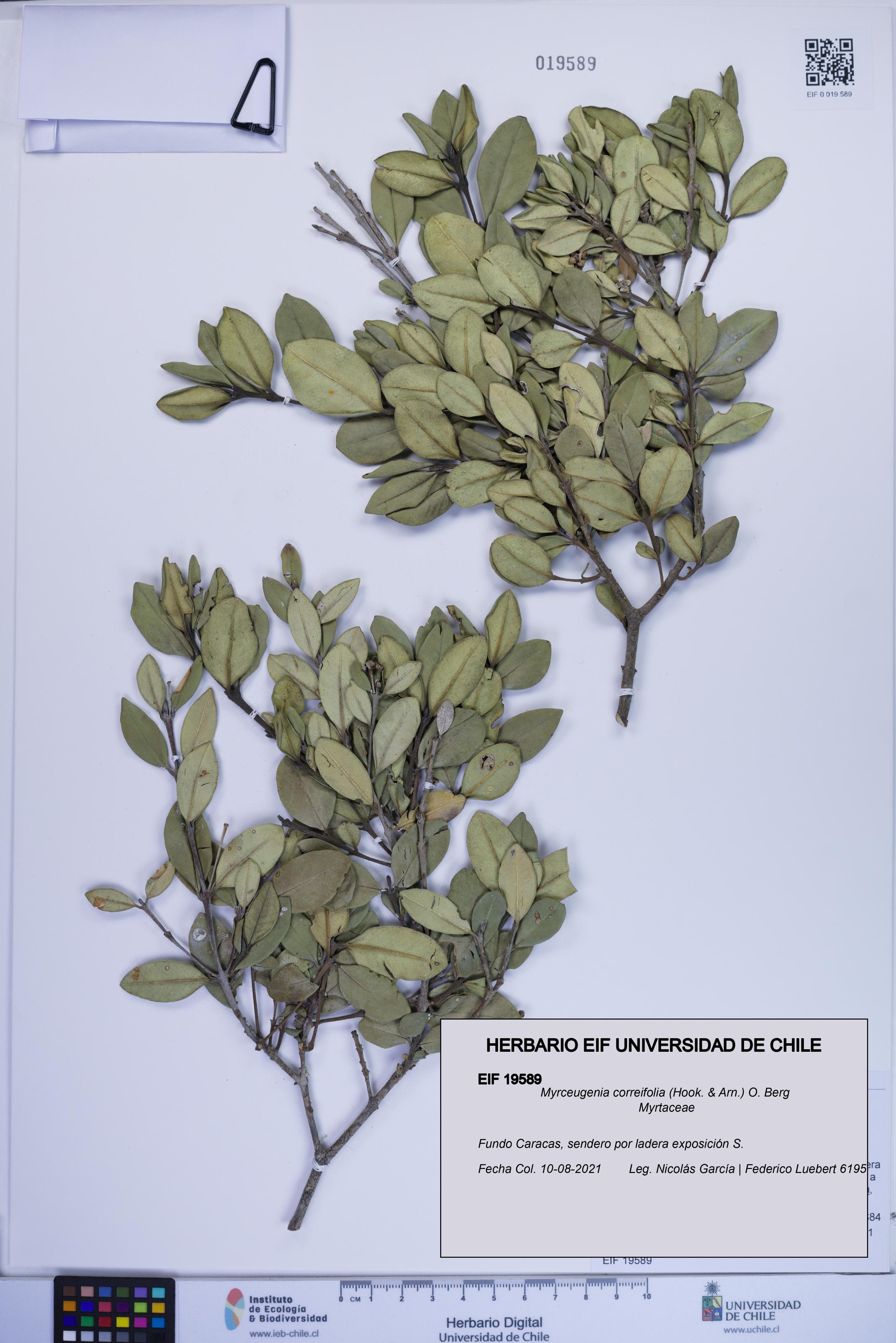 Myrceugenia correifolia [Espécimen: ]