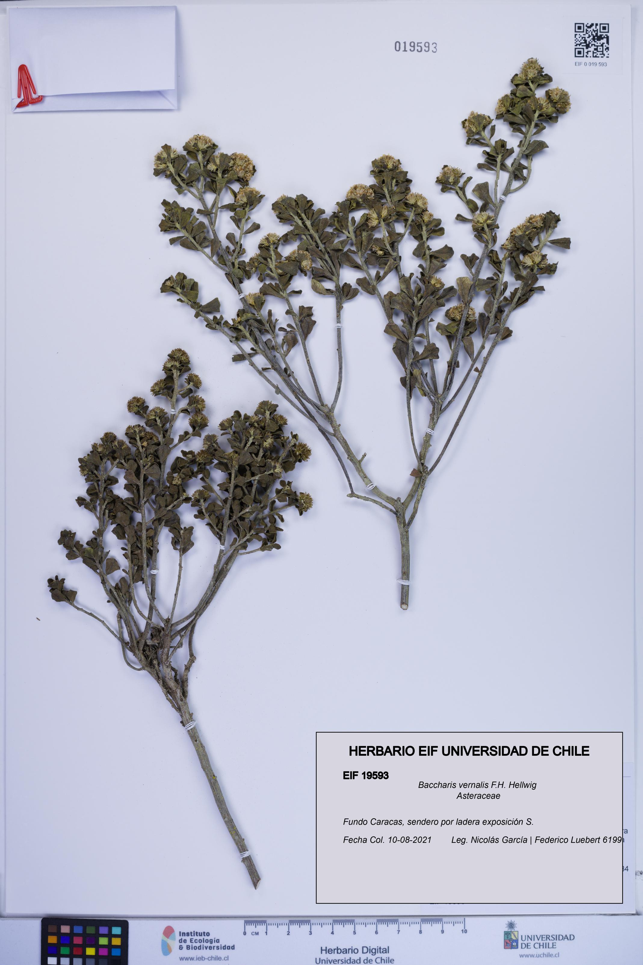 Baccharis vernalis [Espécimen: ]