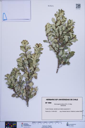 Myrceugenia obtusa [Espécimen: ]