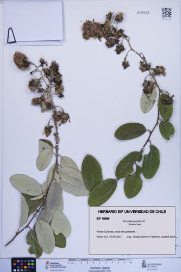 Proustia pyrifolia [Espécimen: ]