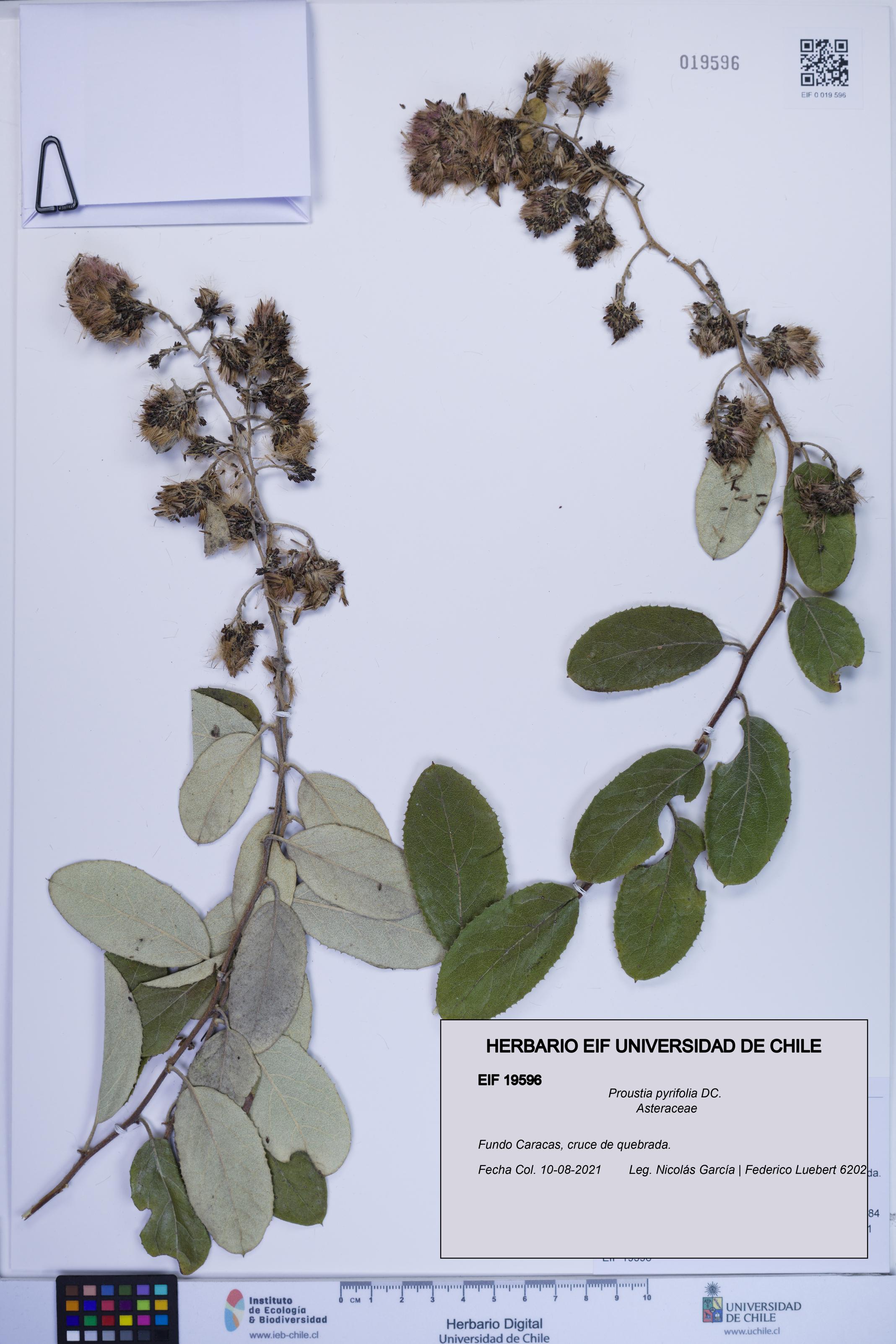 Proustia pyrifolia [Espécimen: ]