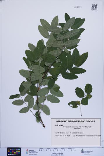 Senna stipulacea [Espécimen: ]