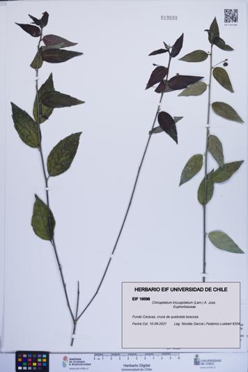 Chiropetalum tricuspidatum [Espécimen: ]