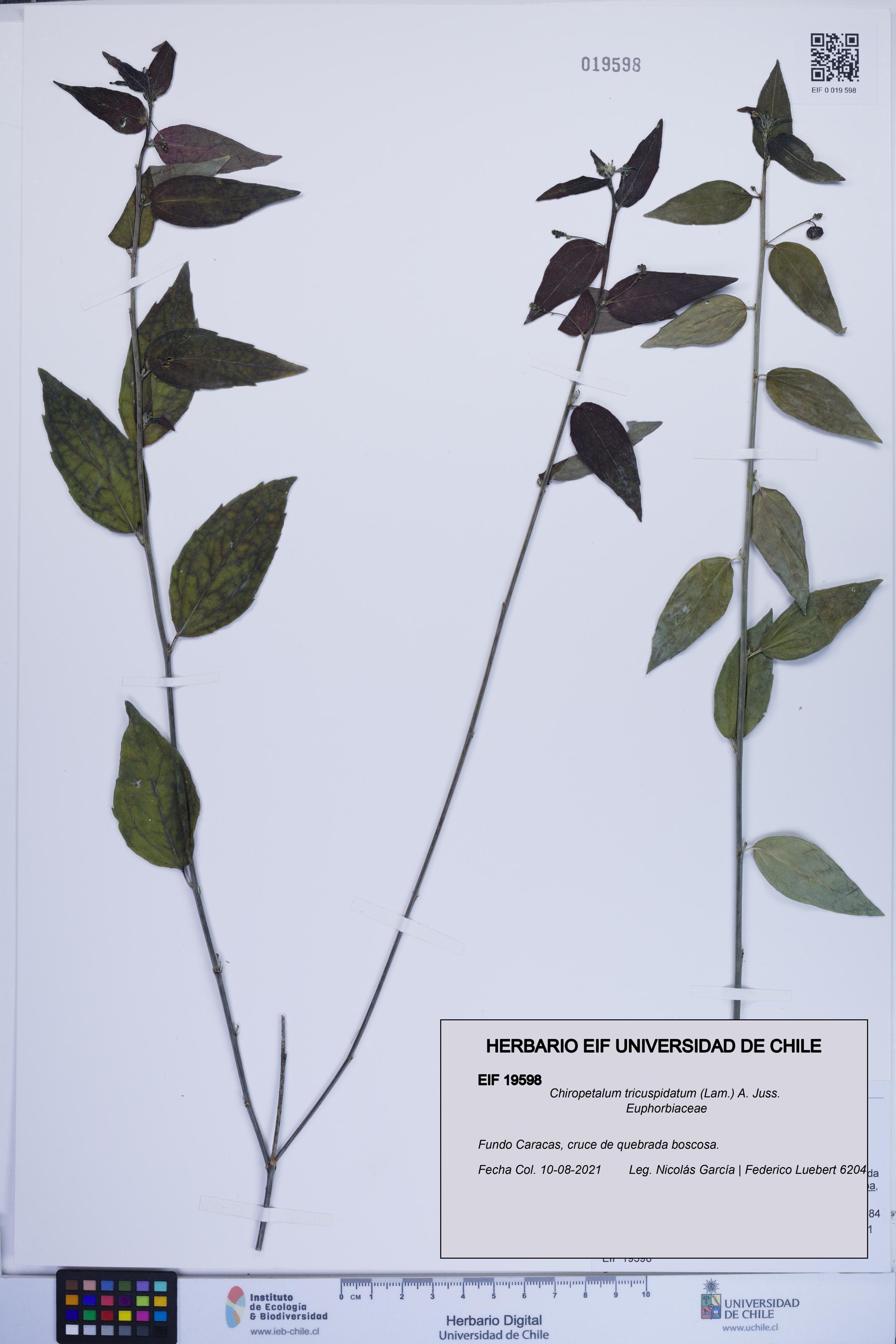 Chiropetalum tricuspidatum [Espécimen: ]