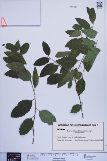 Schinus latifolia [Espécimen: ]