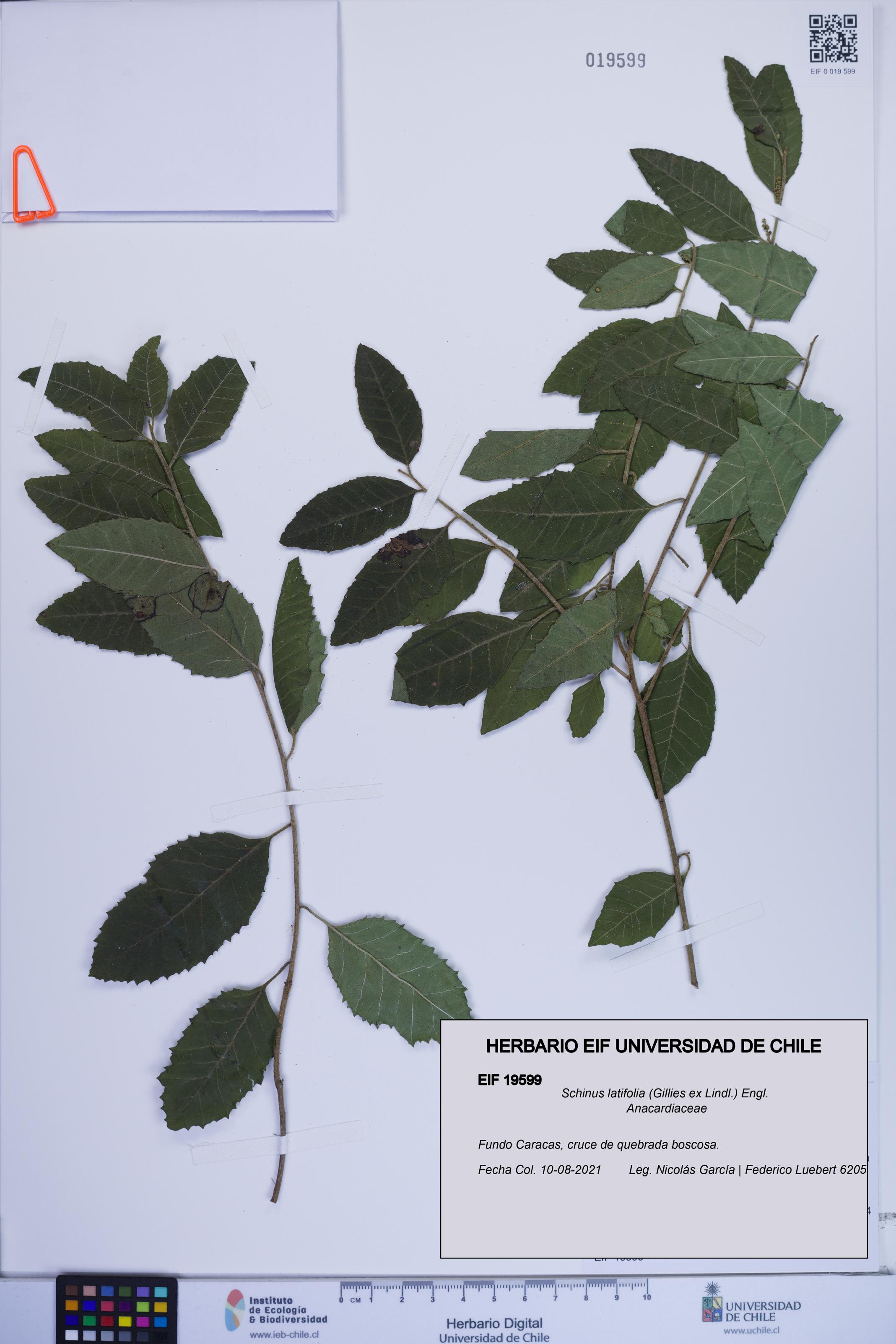 Schinus latifolia [Espécimen: ]