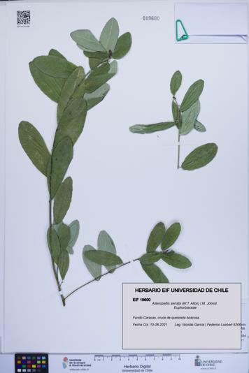 Adenopeltis serrata [Espécimen: ]