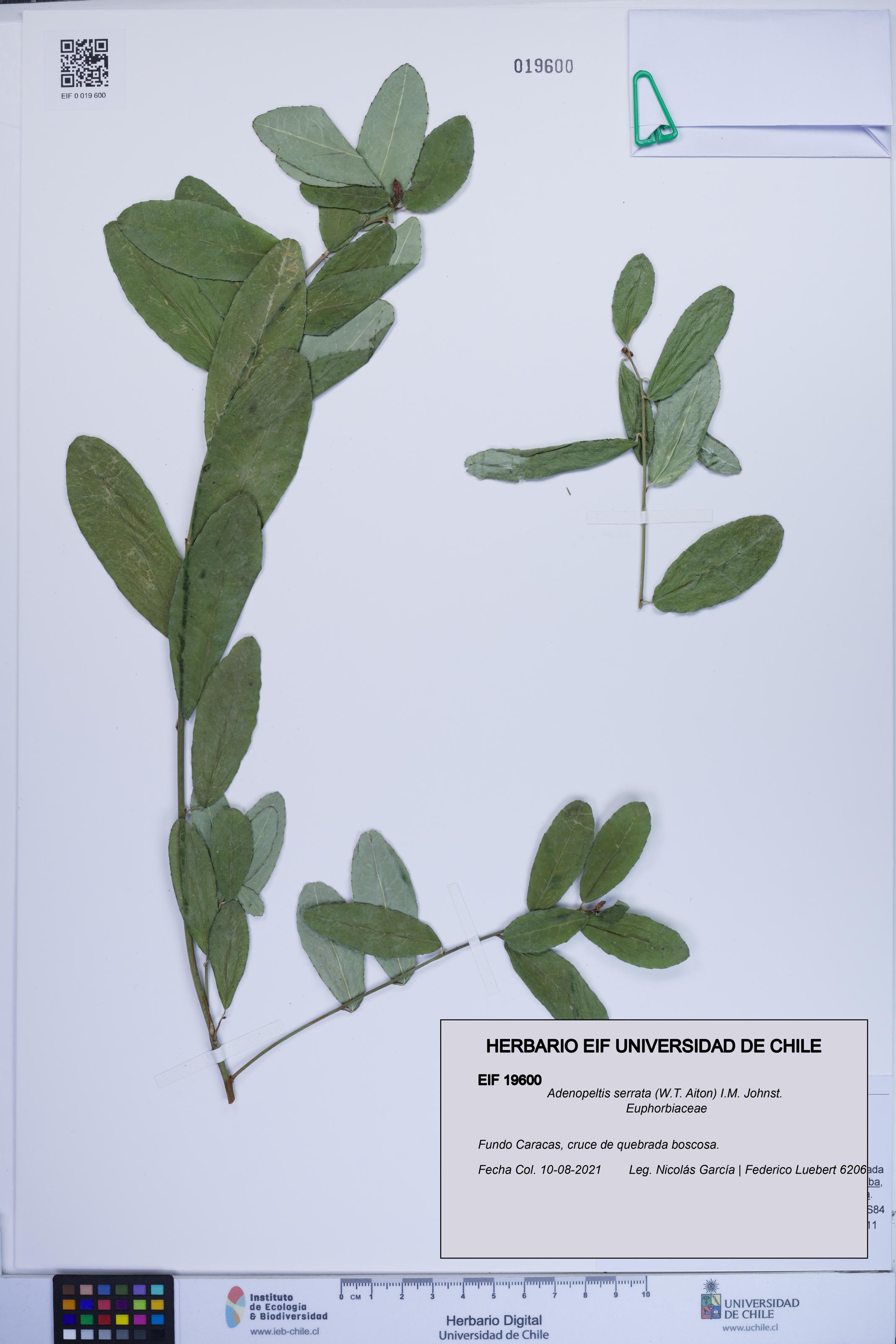 Adenopeltis serrata [Espécimen: ]